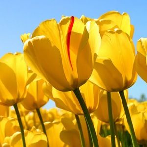 Meet your Posher, Malaylaj